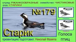 Старик. Голоса птиц