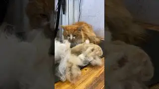 Счастливый день у котика 🥰 