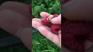 Полька и мопема начали спеть.+35 Малина печётся.ставропольский край.