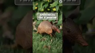 броненосец топ 5 фактов #факты #животные #топчик
