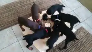 Щенки прикольно кушают