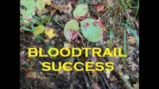 How to Blood Trail a Bow Shot Deer. 