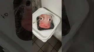 Cursed images 
