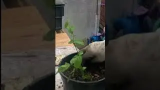 #garden time