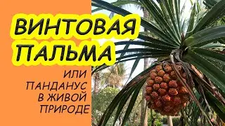 ПАНДАНУС или ВИНТОВАЯ ПАЛЬМА. Особенности необычного растения