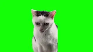Scary Cat Memes | Green Screen HD