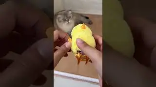 Домик Лелика (часть 4)