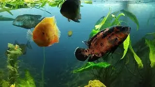 Совместимость рыбы в аквариуме.Кормим бегемотов . Новые рыбки. Цихлазомы.