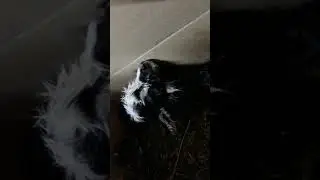 Малявка ,,Мася,,