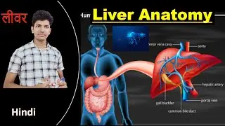 Liver anatomy & physiology !! function of liver !! bile production !  #structure of liver ! #liver