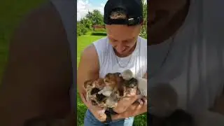 20 котят в руках!