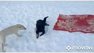 Девочка Дэзи. продолжение истории...