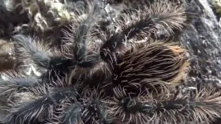 brachypelma albopilosum molt, plus first propper vid