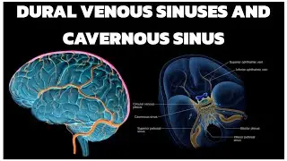DURAL VENOUS SINUSES AND CAVERNOUS SINUS 