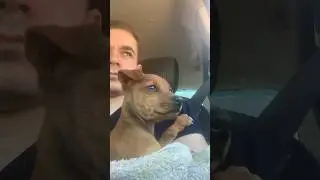 ТОЙТЕРЬЕР ЛЕЗЕТ ЦЕЛОВАТЬСЯ😅 