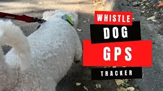 Whistle GO Explore Dog GPS Tracker & Fitness Tracker, Review and Demo