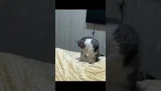 cat 01