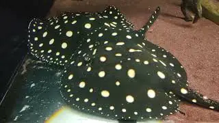 ダイヤモンド・ポルカドットスティングレイ / polka-dot stingray