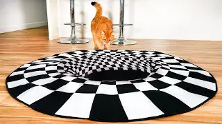 Moments My Cats Made Me Question Their IQ #14