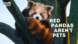 Why a Red Panda wouldn't make a good pet!