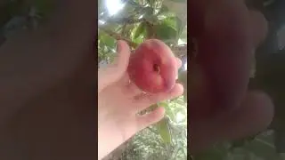 🍑🍑🍑