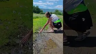 Июнь месяц бабочек