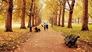 Осенняя прогулка - 2. Сергей Чекалин. Autumn walk -2. Sergey Chekalin.