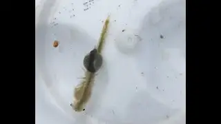 Parasitized Fairy Shrimp
