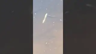 Атака ЩУКИ на ЩУКУ #shorts #рыбий_жир #рыбийжир
