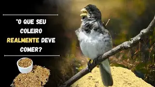 Como Alimentar Seu Coleiro Para Ser um Campeão: O Que Dar e o Que Evitar!