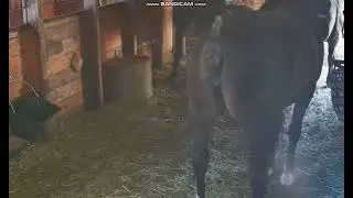 horse poop