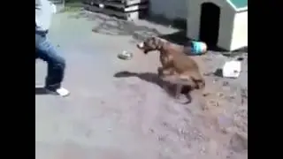 Köpeğe Atarlanan Gencin Vahim Sonu