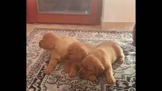 Un risveglio da Red Fox!