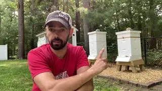 Week 11 - Honey Super and Queen Checks