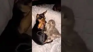 Друзья с детства ...