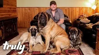 My Monster Mastiff Weighs 250lbs | TRULY