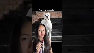 5 strongest dog breeds part 2🐶 