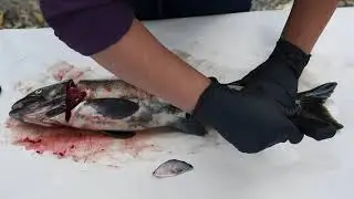 Salmon Dissection - Trinity County Nature Series