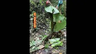 Tante lagi ganti pakean, terlihat penampakan di balik daun yg hijau