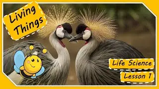 Life Science: Lesson 1 - What Are Living Things?