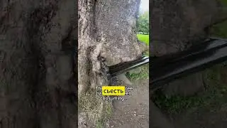 Живое дерево 