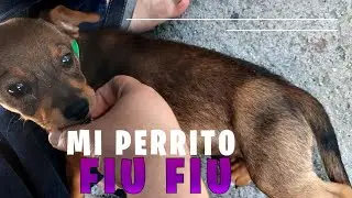 Mi perrito fiu fiu