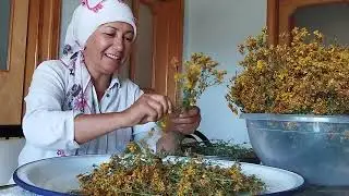 Kantaron yağı yapım aşaması, SARI KANTARON