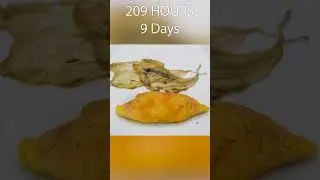 23 Days in 60 Seconds - Japanese Omelette Rotting Time Lapse