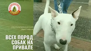 Республиканская выставка собак