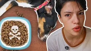 RAÇÃO QUE CAUSA COPROFAGIA PANCREATITE OBESIDADE E LÁGRIMA ÁCIDA| Respondendo Comentários