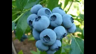 как ОБРЕЗАТЬ ГОЛУБИКУ!!!  how to prune blueberries !