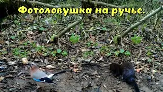 Фотоловушки на ручье. Неудачные кадры с кабанами.
