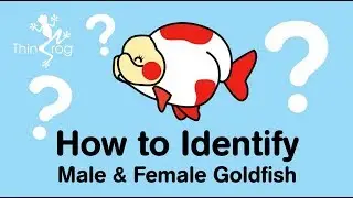 How to identify male and female Goldfish
