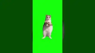 Dancing cat Meme #cat #memes #greenscreen